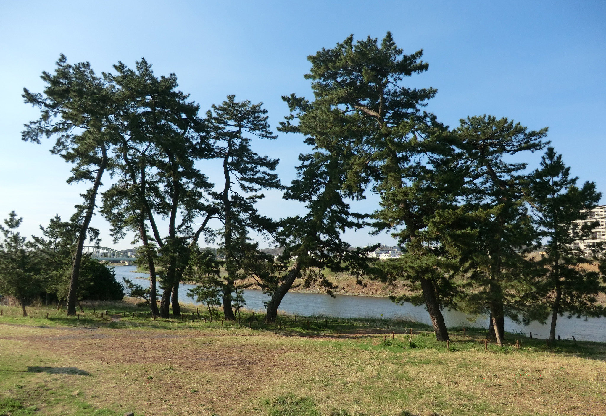 多摩川五本松