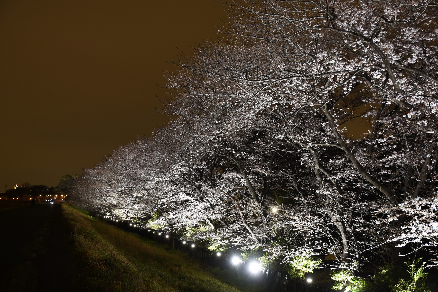 桜のライトアップの様子